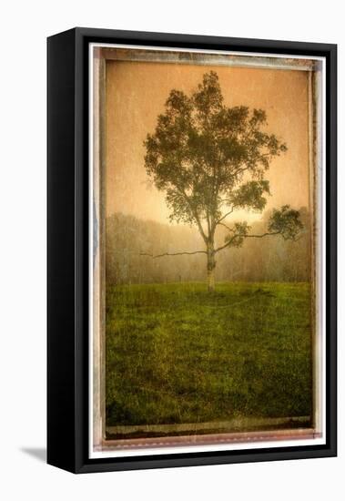 Tree Alone-Craig Satterlee-Framed Premier Image Canvas