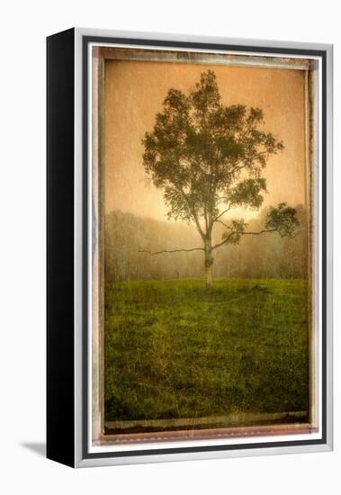 Tree Alone-Craig Satterlee-Framed Premier Image Canvas