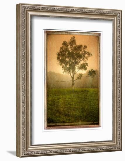 Tree Alone-Craig Satterlee-Framed Photographic Print