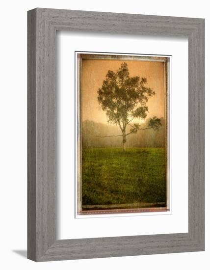Tree Alone-Craig Satterlee-Framed Photographic Print