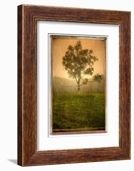 Tree Alone-Craig Satterlee-Framed Photographic Print