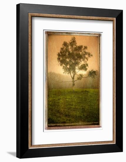 Tree Alone-Craig Satterlee-Framed Photographic Print