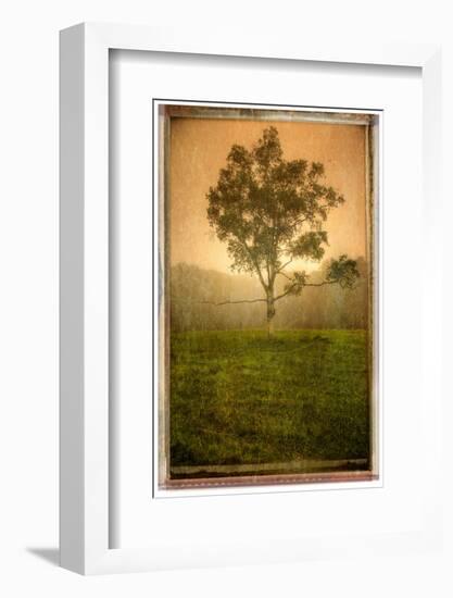 Tree Alone-Craig Satterlee-Framed Photographic Print