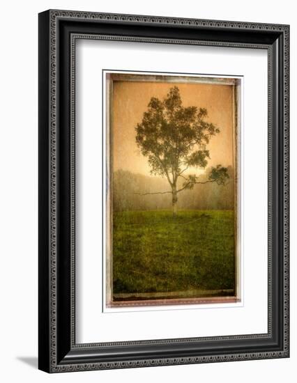 Tree Alone-Craig Satterlee-Framed Photographic Print