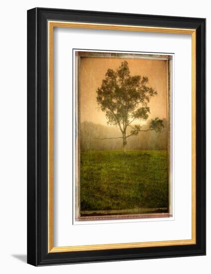 Tree Alone-Craig Satterlee-Framed Photographic Print