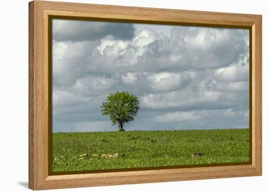 Tree and a bird-Michael Scheufler-Framed Premier Image Canvas