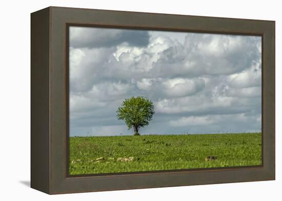 Tree and a bird-Michael Scheufler-Framed Premier Image Canvas