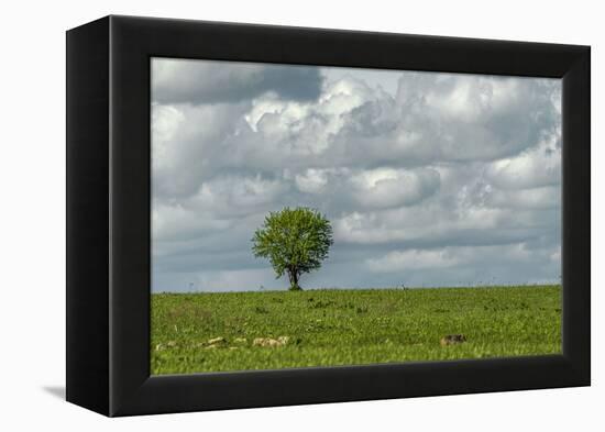 Tree and a bird-Michael Scheufler-Framed Premier Image Canvas