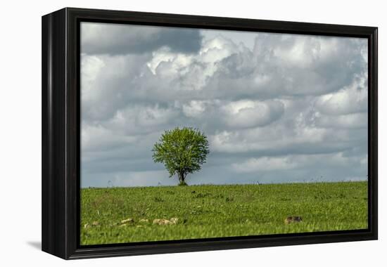 Tree and a bird-Michael Scheufler-Framed Premier Image Canvas