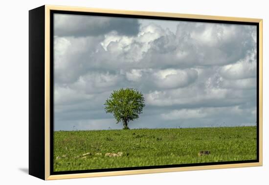 Tree and a bird-Michael Scheufler-Framed Premier Image Canvas