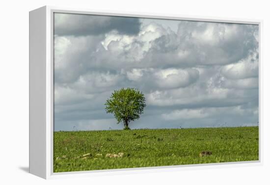 Tree and a bird-Michael Scheufler-Framed Premier Image Canvas