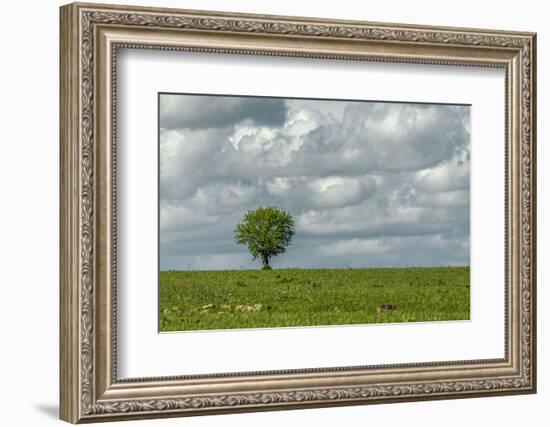 Tree and a bird-Michael Scheufler-Framed Photographic Print