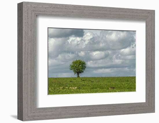 Tree and a bird-Michael Scheufler-Framed Photographic Print