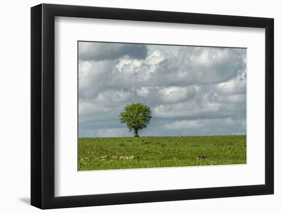 Tree and a bird-Michael Scheufler-Framed Photographic Print