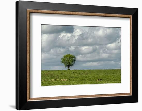 Tree and a bird-Michael Scheufler-Framed Photographic Print