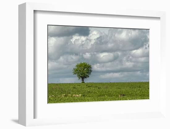 Tree and a bird-Michael Scheufler-Framed Photographic Print