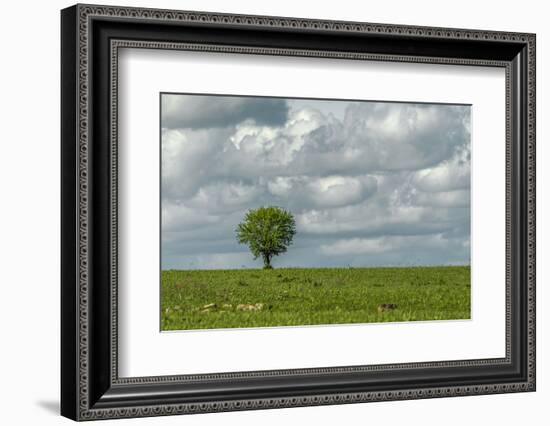 Tree and a bird-Michael Scheufler-Framed Photographic Print