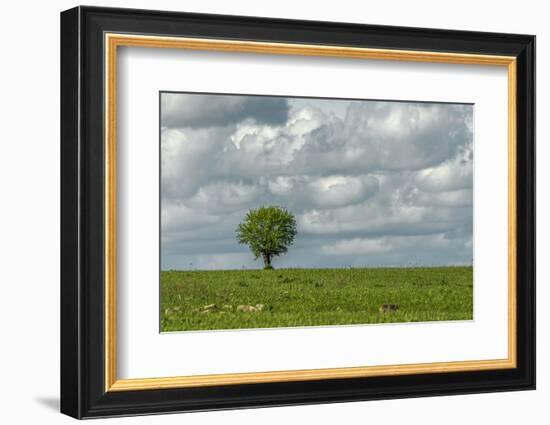 Tree and a bird-Michael Scheufler-Framed Photographic Print