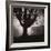 Tree and Bandhouse at Discovery Park-Kevin Cruff-Framed Photographic Print