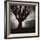 Tree and Bandhouse at Discovery Park-Kevin Cruff-Framed Photographic Print