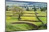 Tree and Buttercup Meadows Near Askrigg at Dusk Wensleydale-Mark Sunderland-Mounted Photographic Print