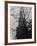 Tree and Church of Gothic Construction, Bern, Swiss-Tomaru Eiichi-Framed Photographic Print