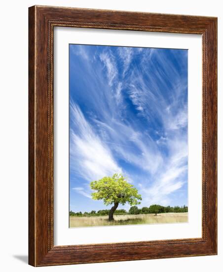 Tree and Clouds, Provence, France-Nadia Isakova-Framed Photographic Print
