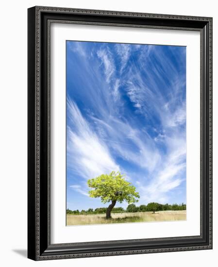 Tree and Clouds, Provence, France-Nadia Isakova-Framed Photographic Print