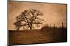 Tree and Fence II-David Winston-Mounted Giclee Print