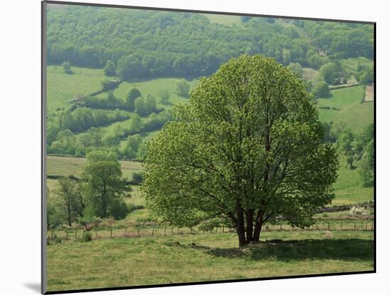 Tree and Meadow, Burgundy, France-Michael Busselle-Mounted Photographic Print