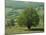 Tree and Meadow, Burgundy, France-Michael Busselle-Mounted Photographic Print