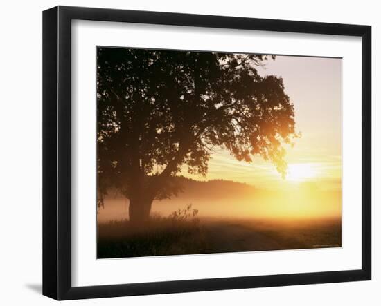 Tree and Morning Fog, Bavaria, Germany, Europe-Jochen Schlenker-Framed Photographic Print