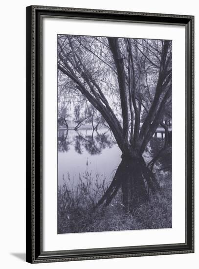 Tree and Pond Reflections at Marin County Pond California-Vincent James-Framed Photographic Print