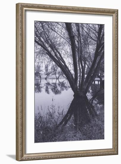 Tree and Pond Reflections at Marin County Pond California-Vincent James-Framed Photographic Print