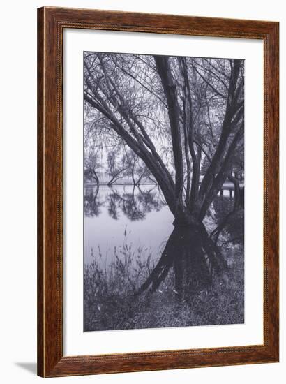 Tree and Pond Reflections at Marin County Pond California-Vincent James-Framed Photographic Print