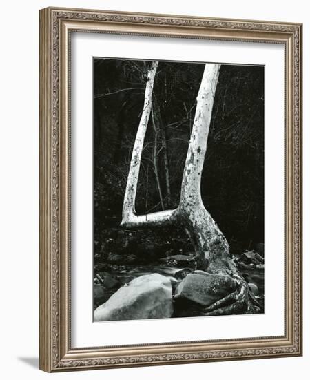 Tree and Rock, 1967-Brett Weston-Framed Photographic Print