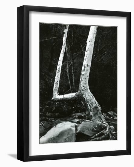 Tree and Rock, 1967-Brett Weston-Framed Photographic Print