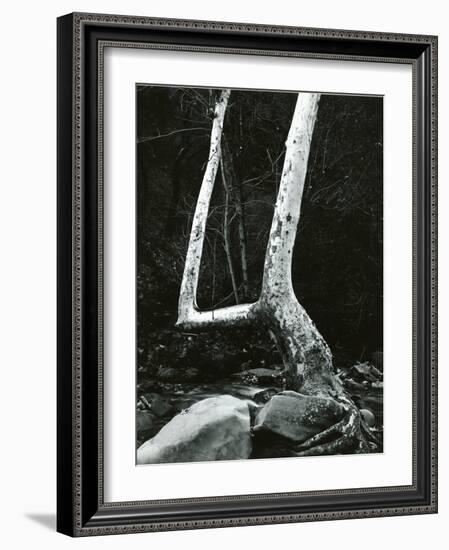 Tree and Rock, 1967-Brett Weston-Framed Photographic Print