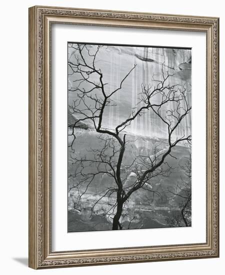 Tree and Rock Wall, Glen Canyon, 1959-Brett Weston-Framed Photographic Print