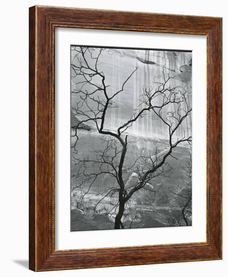 Tree and Rock Wall, Glen Canyon, 1959-Brett Weston-Framed Photographic Print