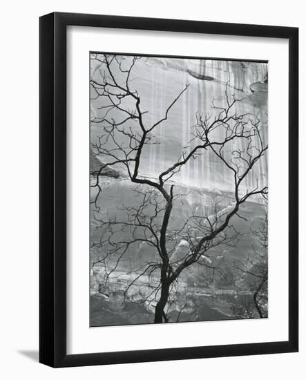 Tree and Rock Wall, Glen Canyon, 1959-Brett Weston-Framed Photographic Print