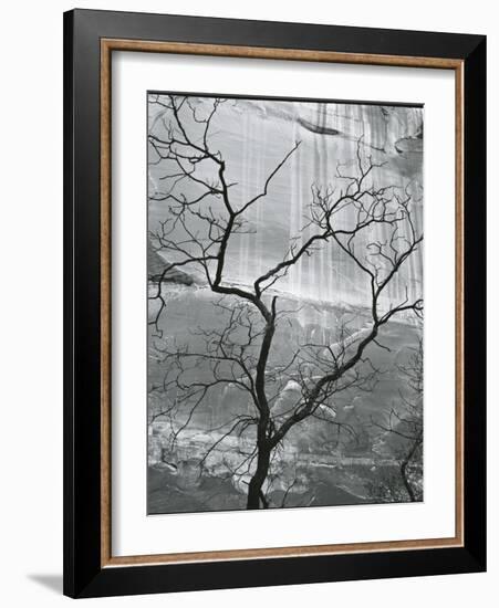 Tree and Rock Wall, Glen Canyon, 1959-Brett Weston-Framed Photographic Print
