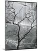 Tree and Rock Wall, Glen Canyon, 1959-Brett Weston-Mounted Photographic Print