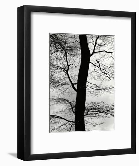 Tree and Sky, Europe, 1971-Brett Weston-Framed Photographic Print