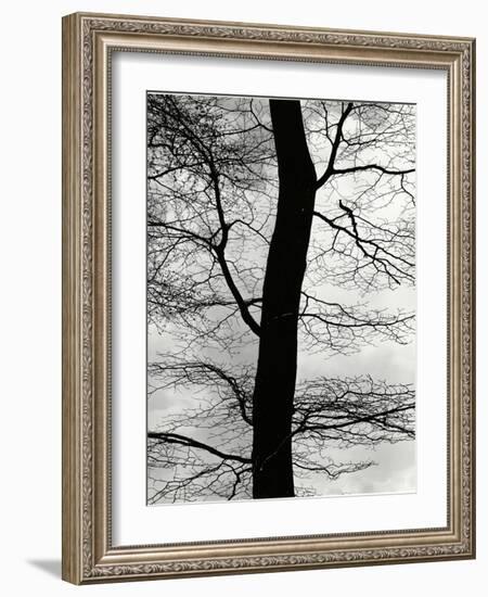 Tree and Sky, Europe, 1971-Brett Weston-Framed Photographic Print