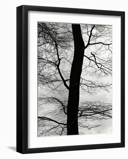 Tree and Sky, Europe, 1971-Brett Weston-Framed Photographic Print