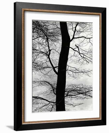 Tree and Sky, Europe, 1971-Brett Weston-Framed Photographic Print