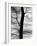Tree and Sky, Europe, 1971-Brett Weston-Framed Photographic Print
