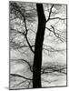 Tree and Sky, Europe, 1971-Brett Weston-Mounted Photographic Print