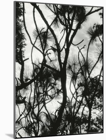 Tree and Snow, 1964-Brett Weston-Mounted Photographic Print